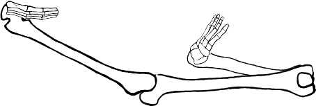 Dem bones dem bones dem – dry bones!