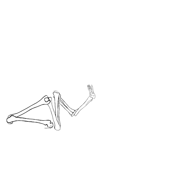 Dem bones dem bones dem – dry bones!