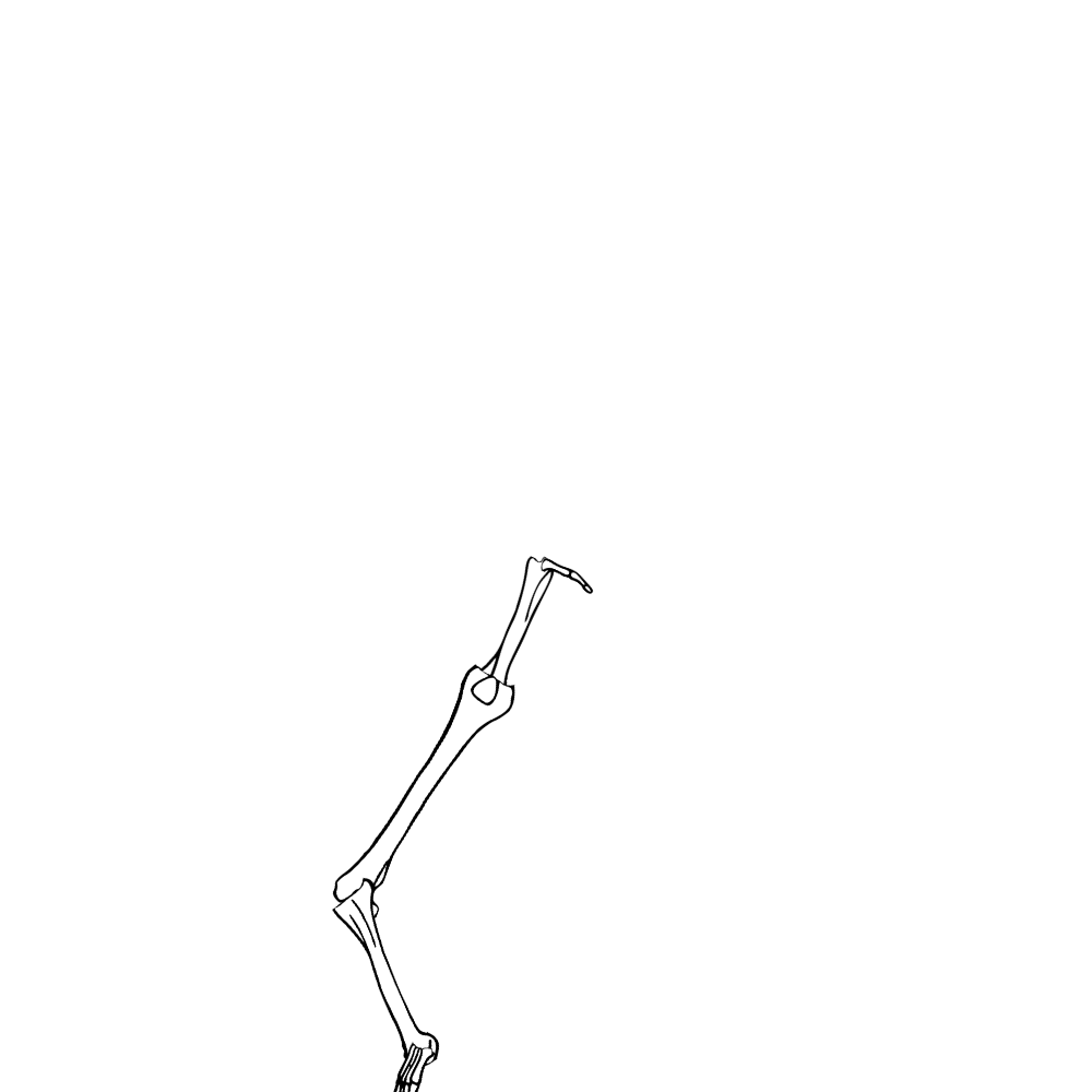 Dem bones dem bones dem – dry bones!