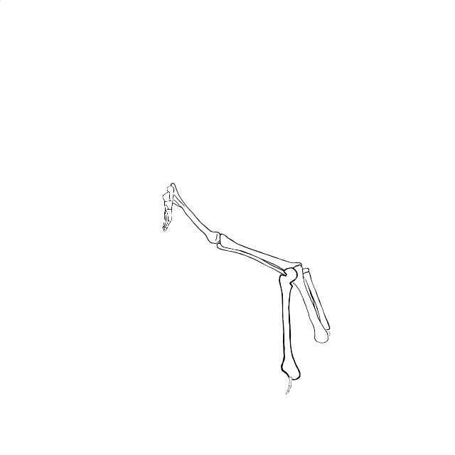 Dem bones dem bones dem – dry bones!