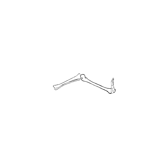 Dem bones dem bones dem – dry bones!