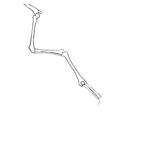 Dem bones dem bones dem – dry bones!