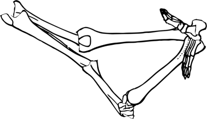 Dem bones dem bones dem – dry bones!