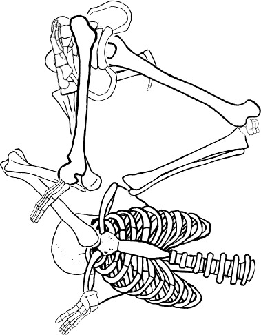 Dem bones dem bones dem – dry bones!