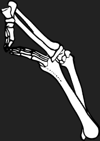 Dem bones dem bones dem – dry bones!