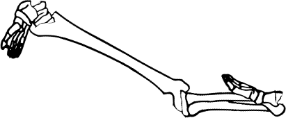 Dem bones dem bones dem – dry bones!