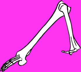 Dem bones dem bones dem – dry bones!