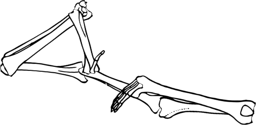 Dem bones dem bones dem – dry bones!
