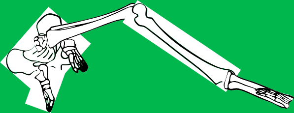 Dem bones dem bones dem – dry bones!