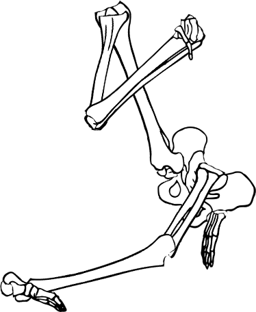 Dem bones dem bones dem – dry bones!