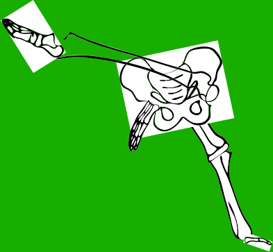 Dem bones dem bones dem – dry bones!