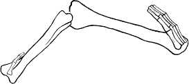 Dem bones dem bones dem – dry bones!
