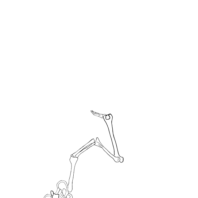 Dem bones dem bones dem – dry bones!