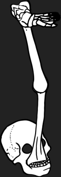 Dem bones dem bones dem – dry bones!
