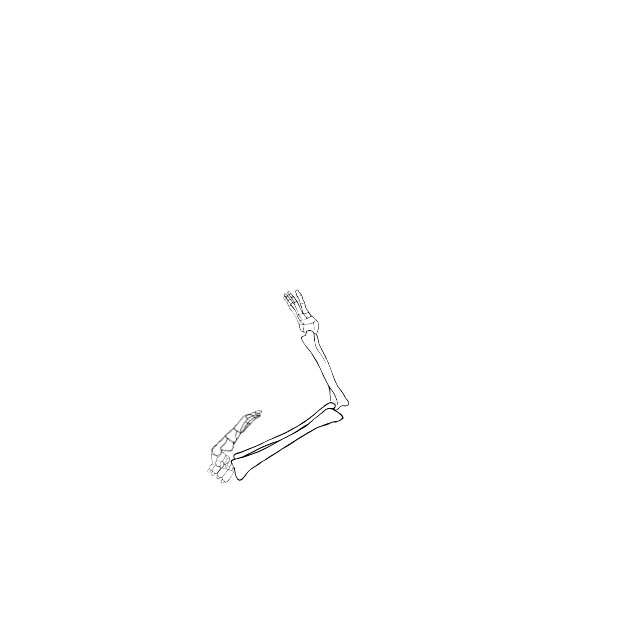 Dem bones dem bones dem – dry bones!