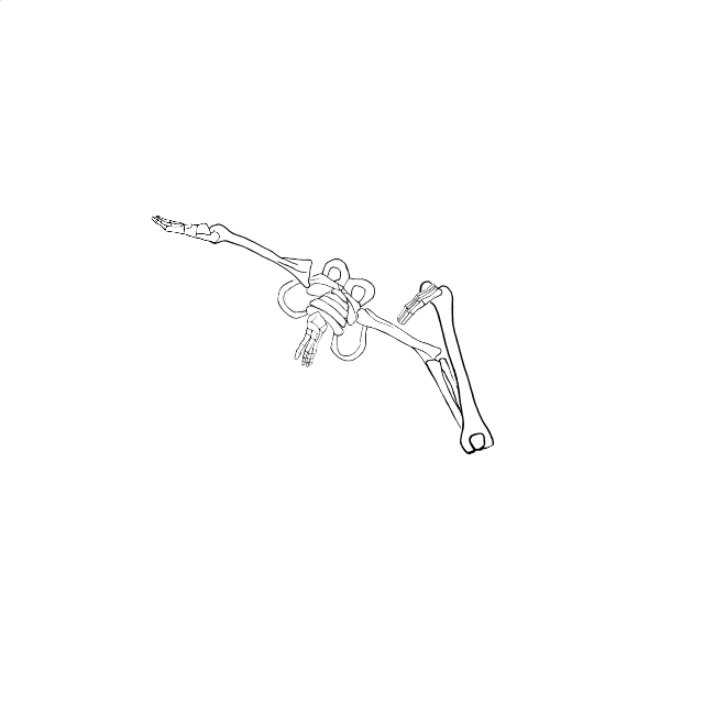 Dem bones dem bones dem – dry bones!