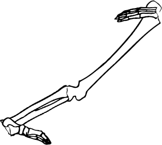 Dem bones dem bones dem – dry bones!