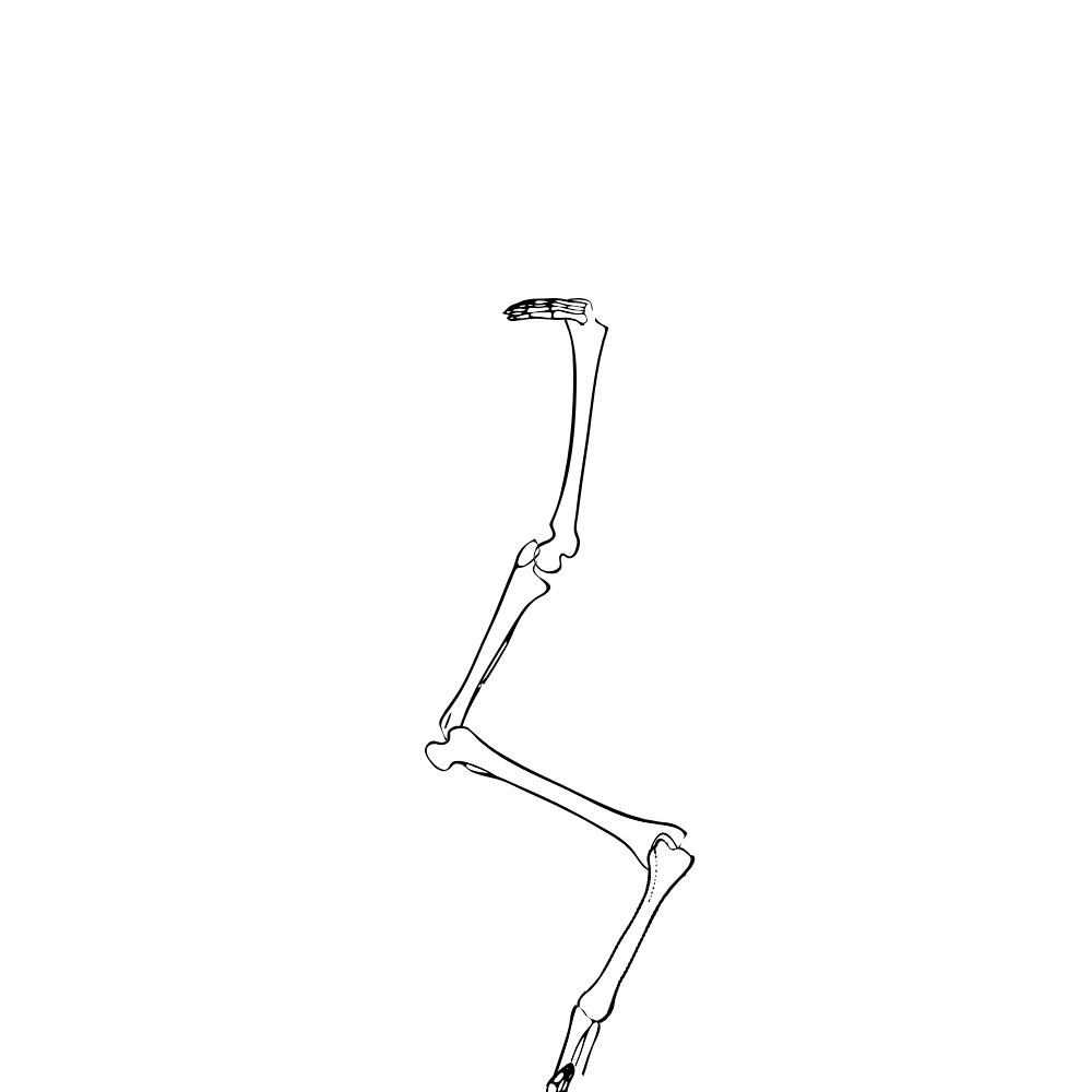 Dem bones dem bones dem – dry bones!