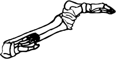 Dem bones dem bones dem – dry bones!