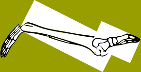Dem bones dem bones dem – dry bones!