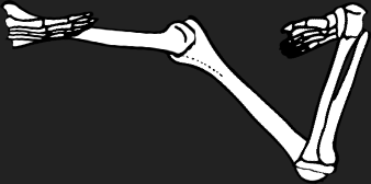 Dem bones dem bones dem – dry bones!