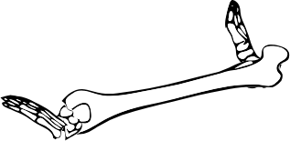 Dem bones dem bones dem – dry bones!
