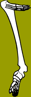 Dem bones dem bones dem – dry bones!