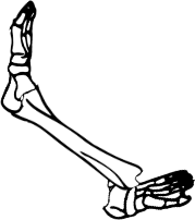 Dem bones dem bones dem – dry bones!