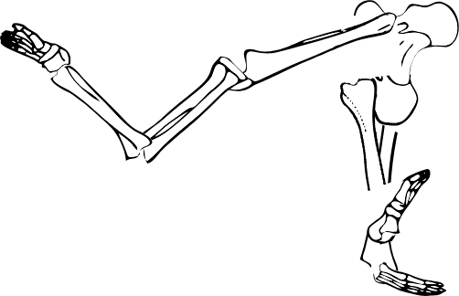Dem bones dem bones dem – dry bones!