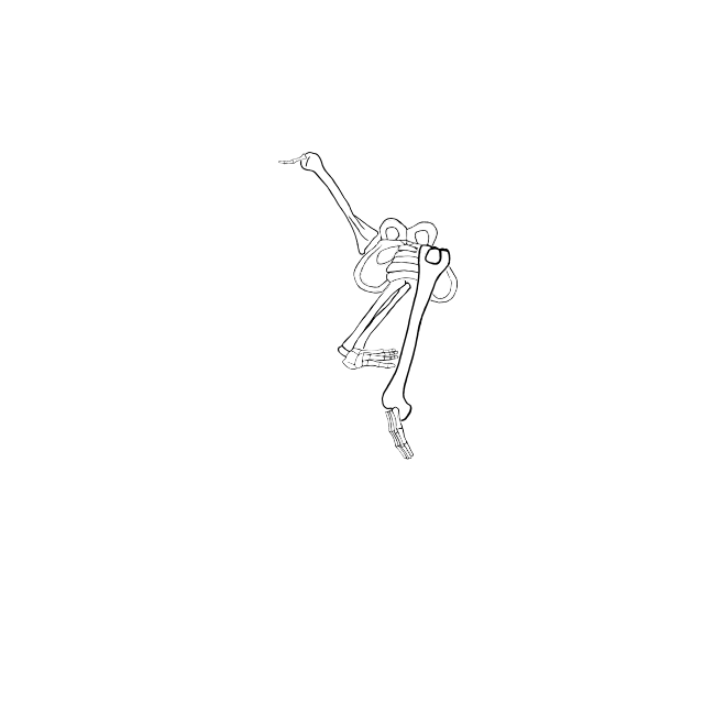 Dem bones dem bones dem – dry bones!