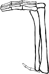 Dem bones dem bones dem – dry bones!