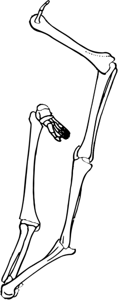 Dem bones dem bones dem – dry bones!