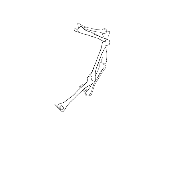 Dem bones dem bones dem – dry bones!