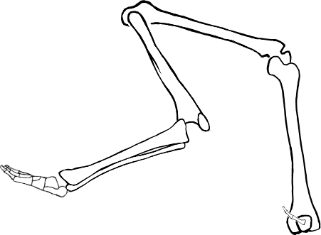 Dem bones dem bones dem – dry bones!