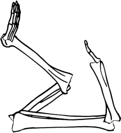 Dem bones dem bones dem – dry bones!