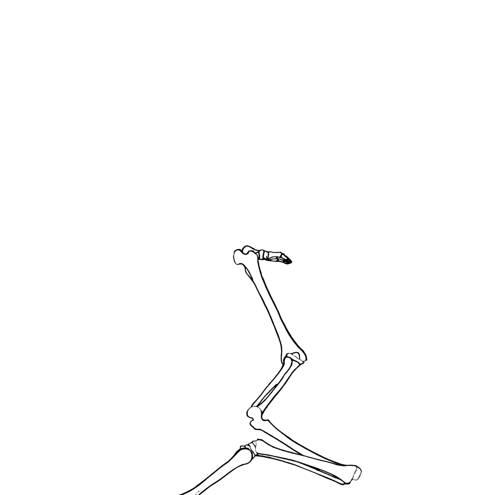 Dem bones dem bones dem – dry bones!