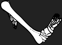 Dem bones dem bones dem – dry bones!