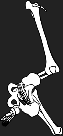 Dem bones dem bones dem – dry bones!