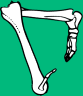 Dem bones dem bones dem – dry bones! Dem bones dem bones dem – extra bones!