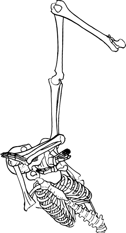 Dem bones dem bones dem – dry bones!