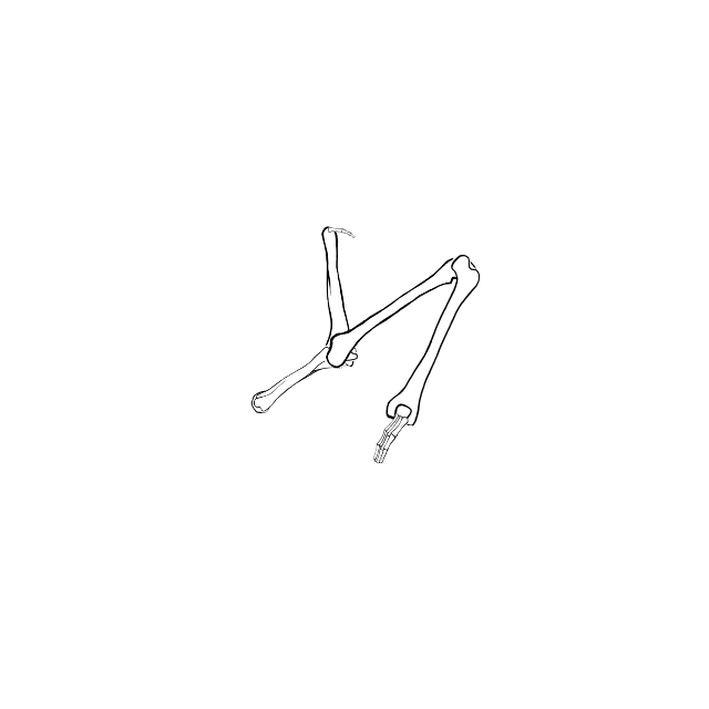 Dem bones dem bones dem – dry bones!