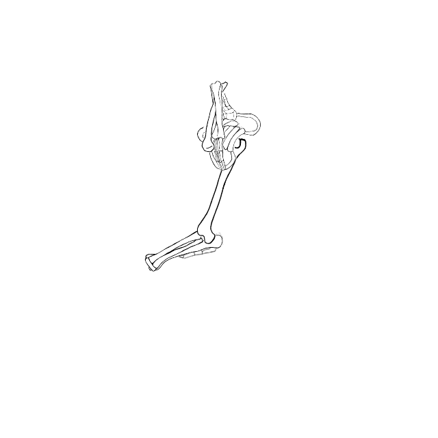 Dem bones dem bones dem – dry bones!