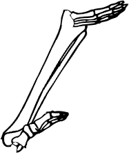 Dem bones dem bones dem – dry bones!