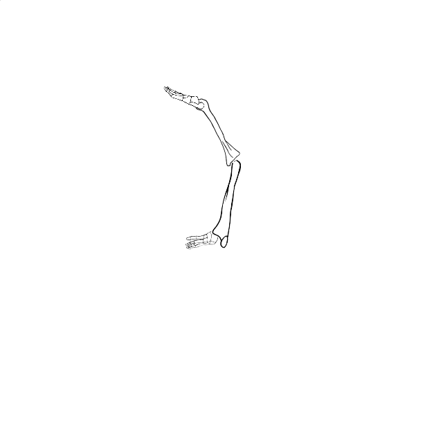 Dem bones dem bones dem – dry bones!