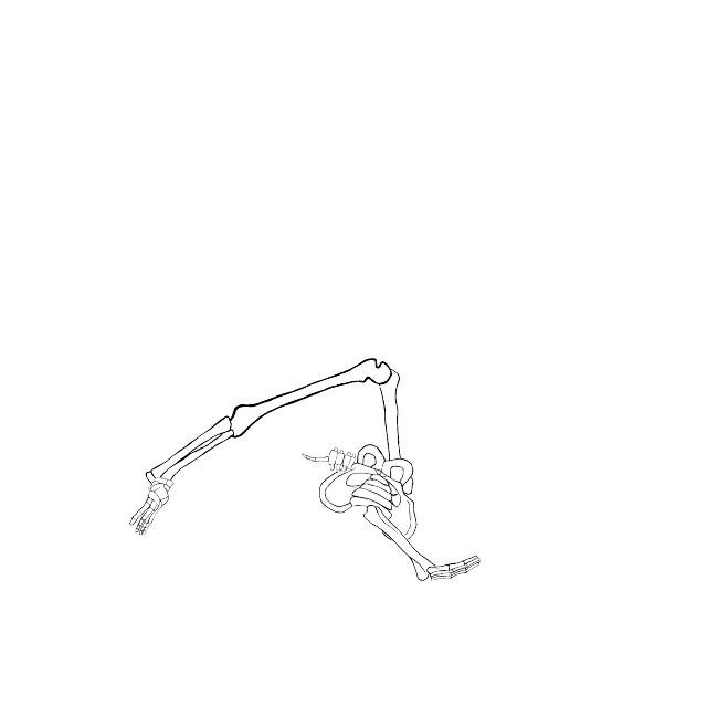 Dem bones dem bones dem – dry bones!