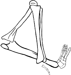 Dem bones dem bones dem – dry bones!