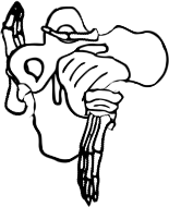 Dem bones dem bones dem – dry bones!