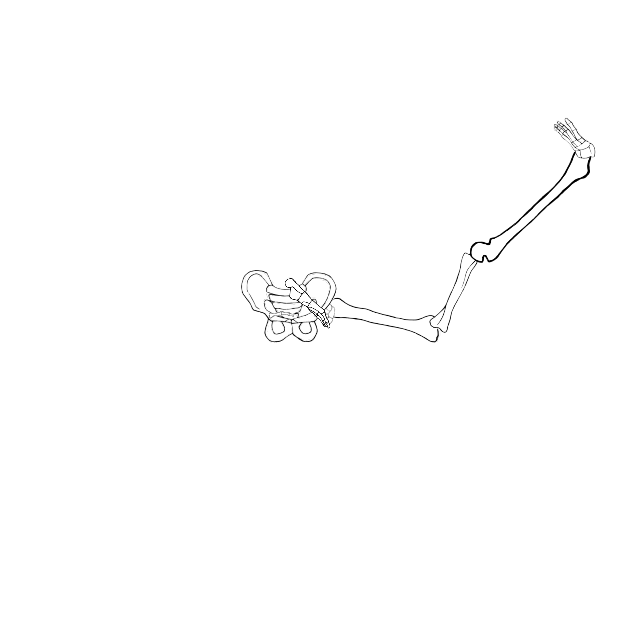 Dem bones dem bones dem – dry bones!