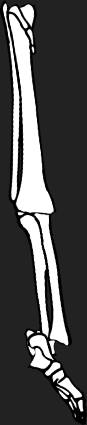 Dem bones dem bones dem – dry bones!