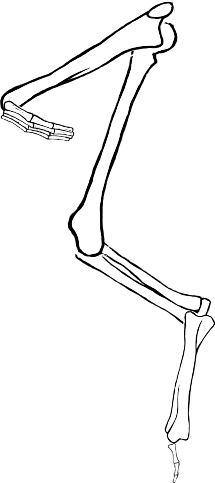 Dem bones dem bones dem – dry bones!